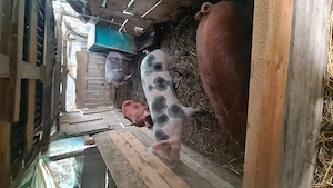 Vand porci cu greutate între 80-90 