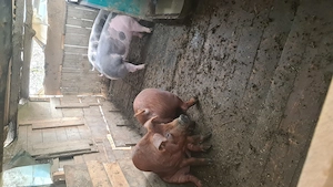 Vand porci cu greutate între 80-90  - imagine 2