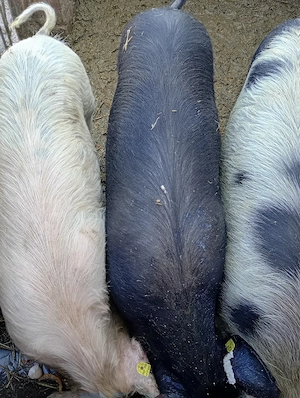 vând patru grasuni - imagine 2