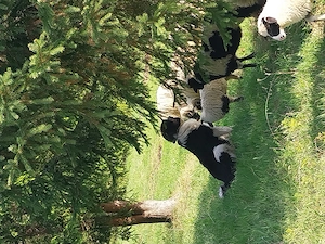 Caine de oi disponibil