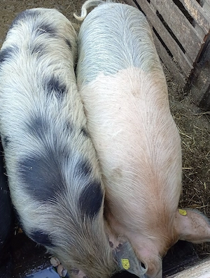 vând patru grasuni - imagine 3