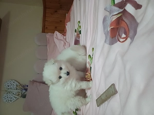 Vand puiuți spitz pomeranian