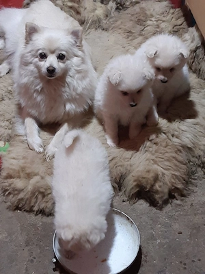 Vand puiuți spitz pomeranian - imagine 5