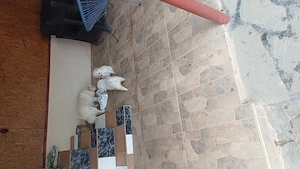 Vand puiuți spitz pomeranian - imagine 3