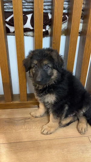 Pui ciobanesc german mascul - imagine 2