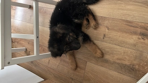 Pui ciobanesc german mascul - imagine 3