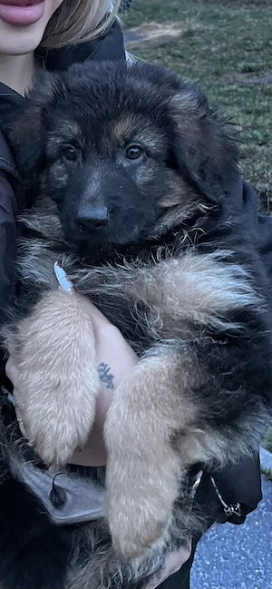 Pui ciobanesc german mascul - imagine 5