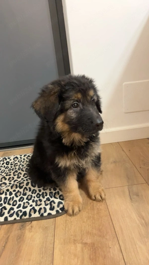 Pui ciobanesc german mascul - imagine 4