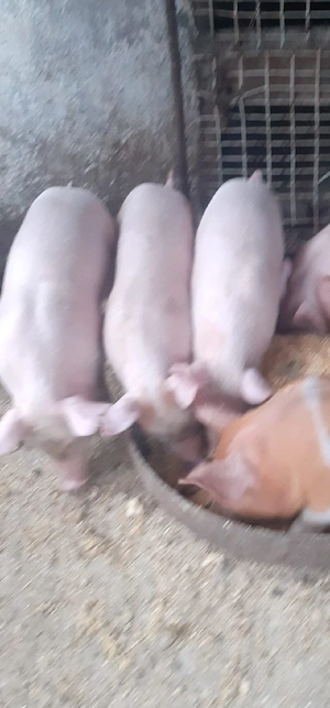 purcei de vanzare - imagine 2