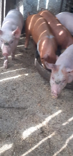 purcei de vanzare - imagine 4