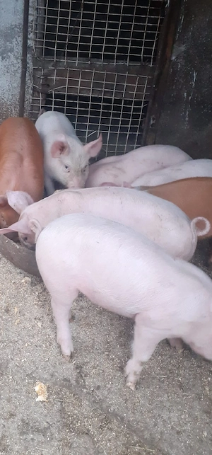 purcei de vanzare - imagine 3