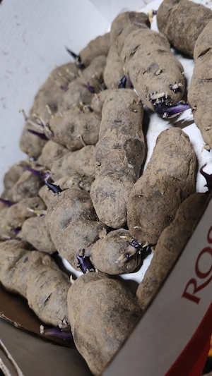 Vând cartofi Violet 