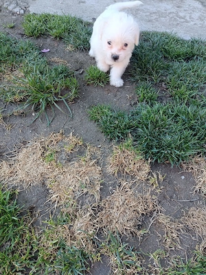 Vând Bichoni - imagine 2