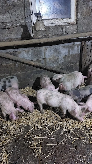 purcei rasa mixtă de 9 săptămâni  - imagine 3