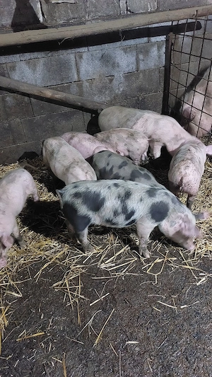 purcei rasa mixtă de 9 săptămâni  - imagine 5