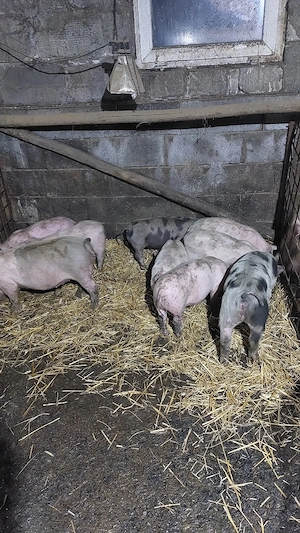 purcei rasa mixtă de 9 săptămâni  - imagine 4