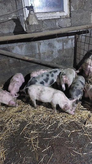 purcei rasa mixtă de 9 săptămâni 