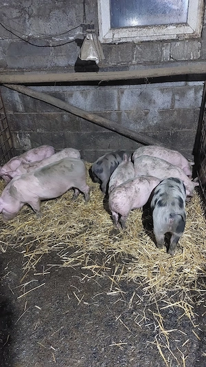 purcei rasa mixtă de 9 săptămâni  - imagine 2