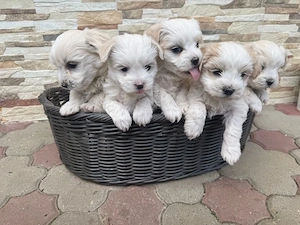 Pui bichon - imagine 3