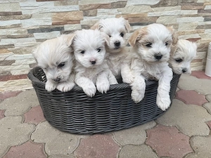 Pui bichon - imagine 2