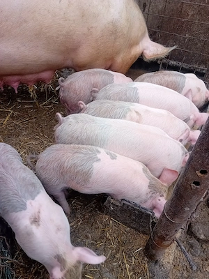 Purceii de vânzare  - imagine 3