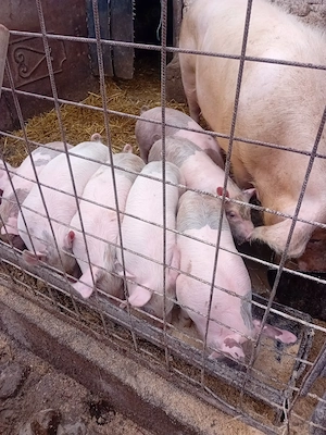 Purceii de vânzare  - imagine 4