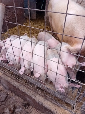 Purceii de vânzare  - imagine 5