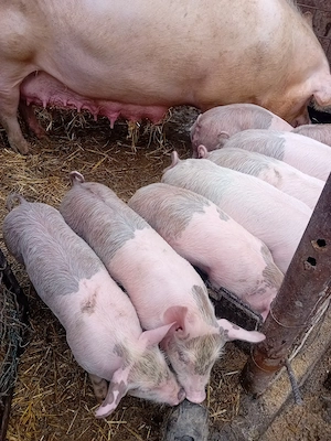 Purceii de vânzare  - imagine 2