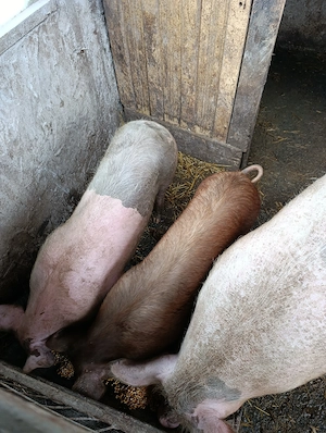 Vând porci - imagine 4