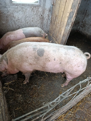 Vând porci - imagine 3