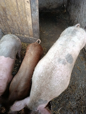 Vând porci - imagine 5