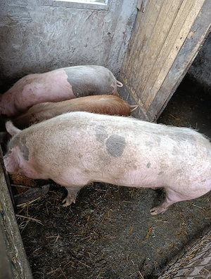 Vând porci - imagine 2