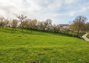 Vând teren intravilan,42.75ari,4275m2,Pret:1473 Euro Arie - imagine 2