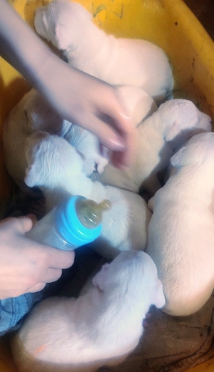 Pui Dog Argentinian rasa pura  - imagine 3