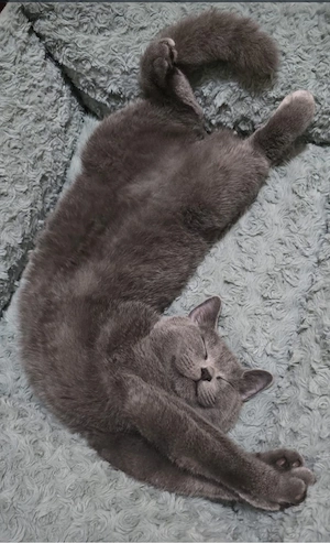 Pisici british  - imagine 4