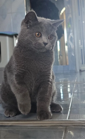 Pisici british  - imagine 3