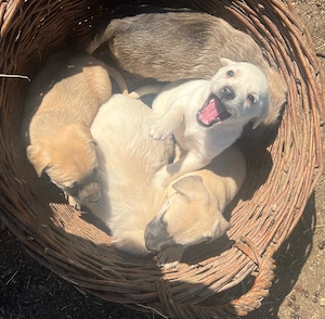 Donez catei  - imagine 2