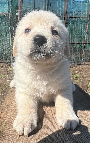 Donez catei  - imagine 4