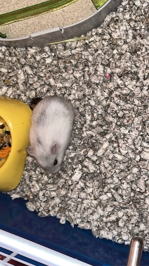 Razatoare  - imagine 4