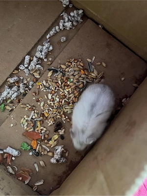 Razatoare  - imagine 2