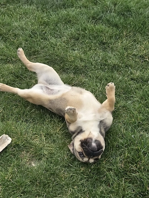 Bulldog Francez vânzare schimb - imagine 4