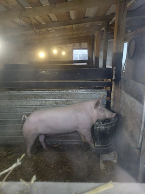 Vând 2 scroafe  din rasa landras cu mare alb  și un vier  