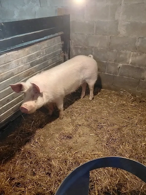 Vând o scroafa  din rasa mare alb  și un vier   - imagine 4