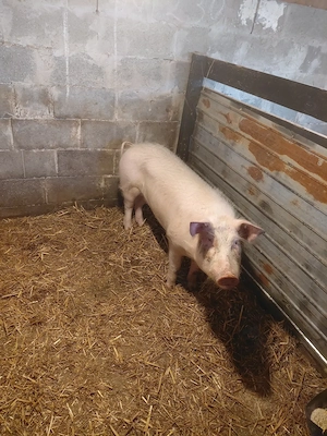 Vând o scroafa  din rasa mare alb  și un vier   - imagine 2