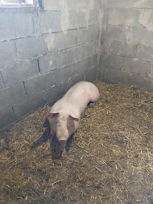 Vând o scroafa  din rasa mare alb  și un vier   - imagine 3