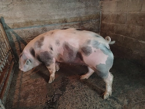 Vand porc  - imagine 2