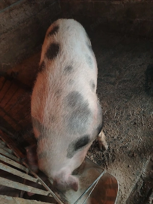 Vand porc  - imagine 4