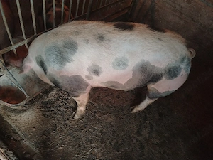 Vand porc  - imagine 3