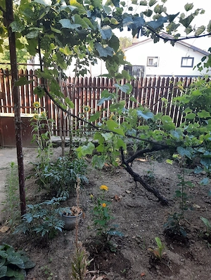 Vând teren intravilan 700m2 cu o casă batraneasca pe teren in comuna isvoarele județul Giurgiu  - imagine 4