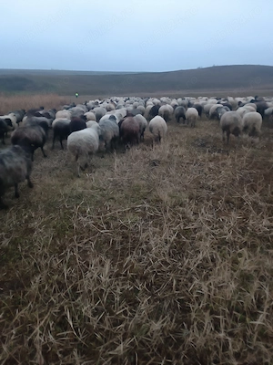 Caut un om la oi sau chiar 2 - 3 la oi . Angajez și cu carte de muncă. La preferința dumneavoastră.